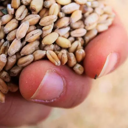 Pedrosola ファームステイ